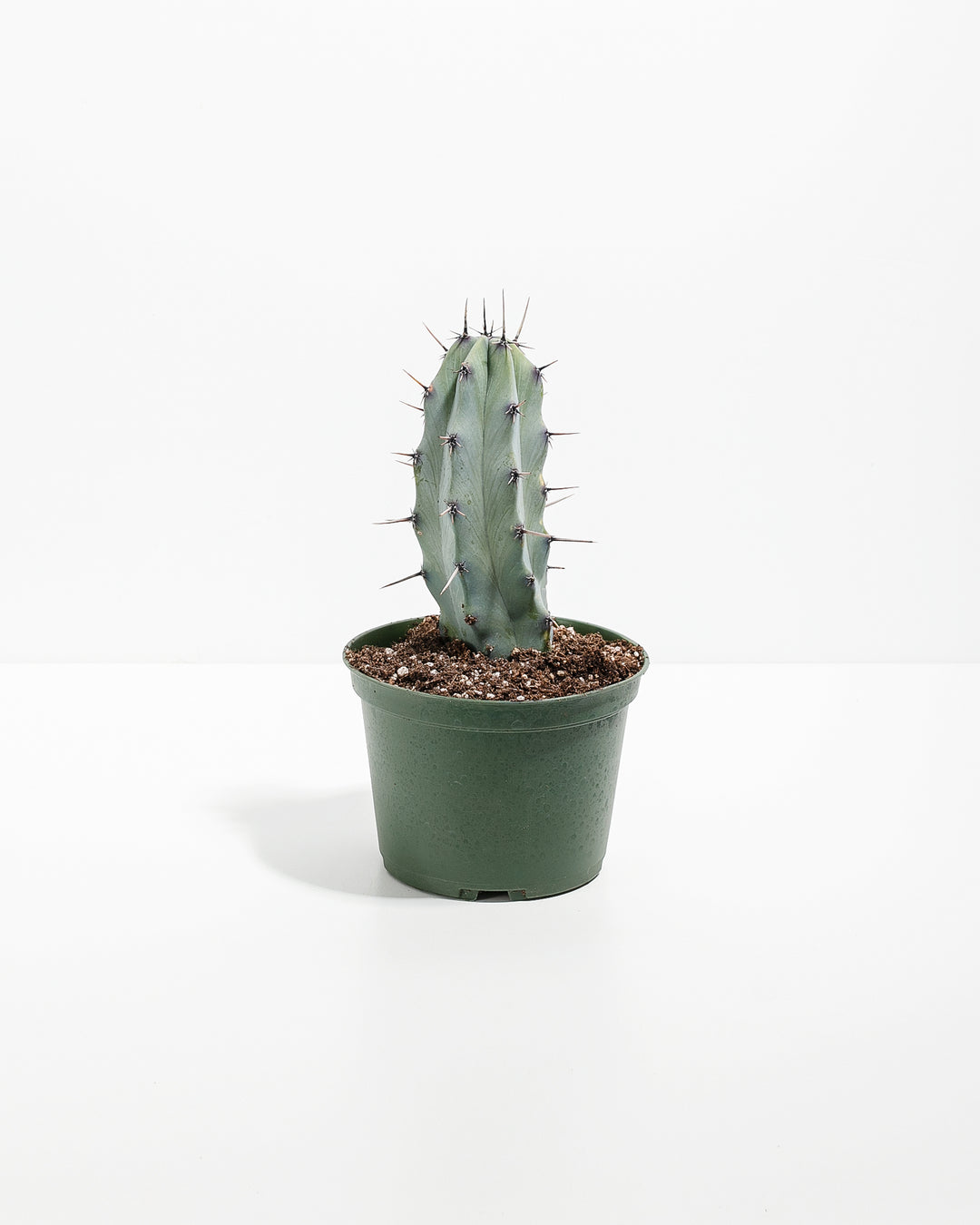 Medium Cactus Assorted