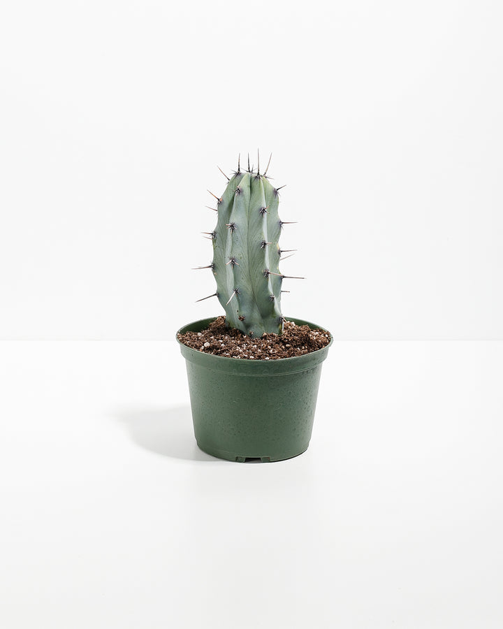 Medium Cactus Assorted
