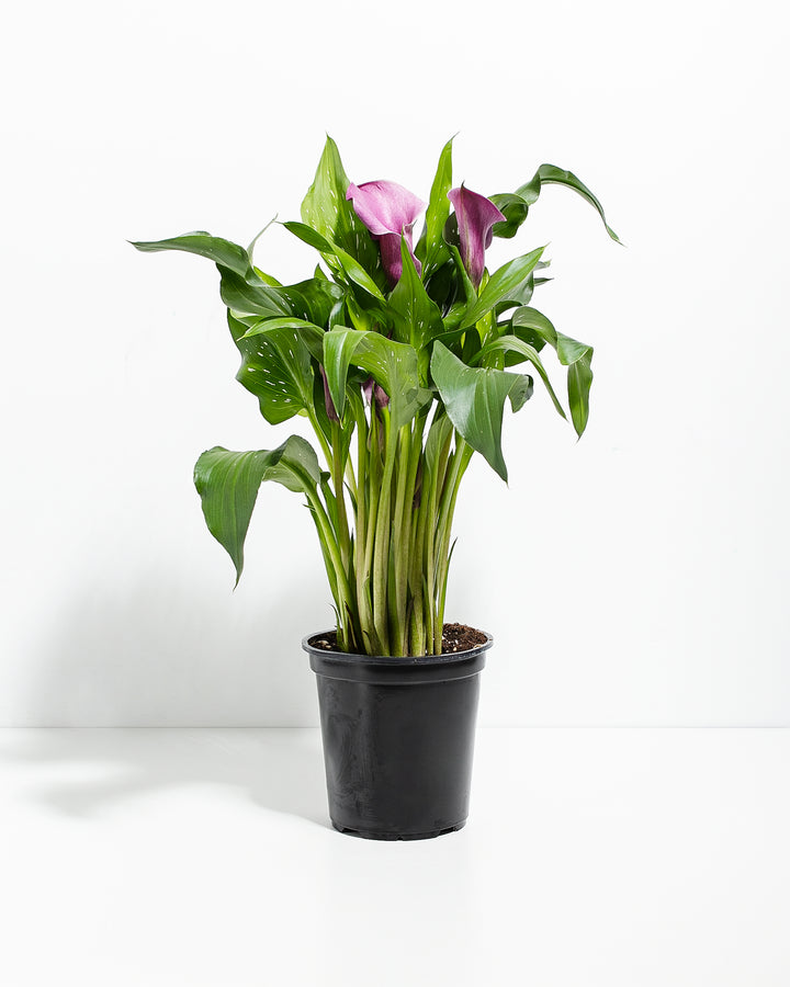 Purple Calla Lily