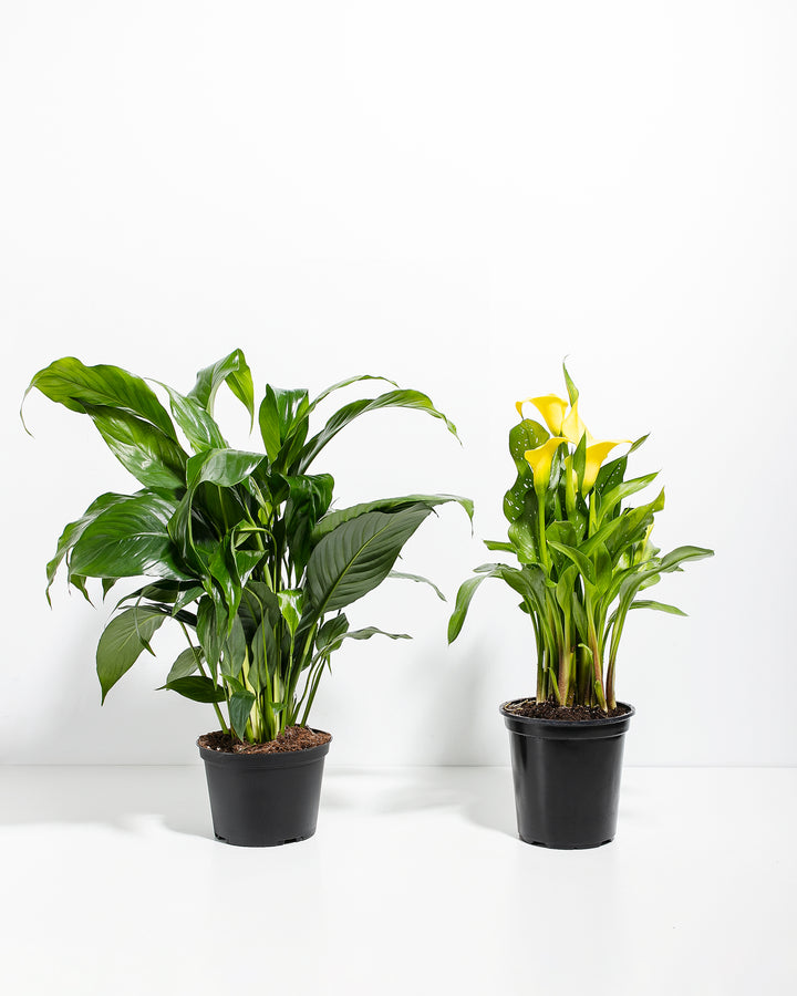 Sympathy Blooms Duo
