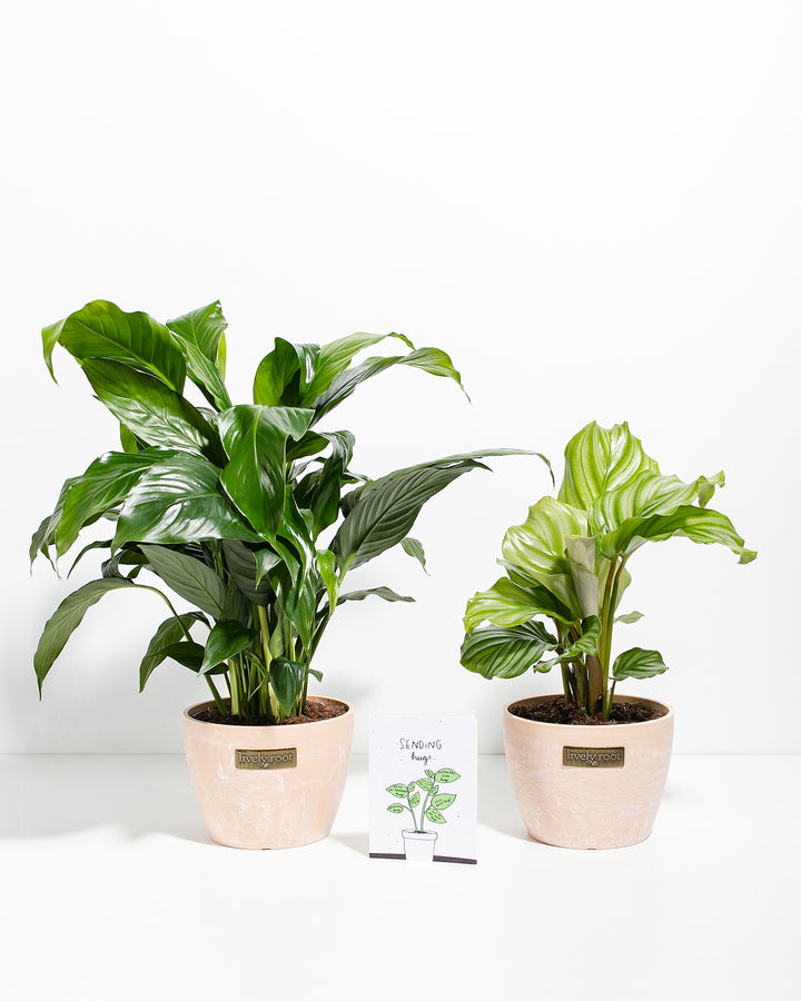 Sending Hugs Bundle with Peace Lily and Calathea Orbifolia in 6-inch maca ceramic pots with white-veined foliage and card for sentiment gifts.