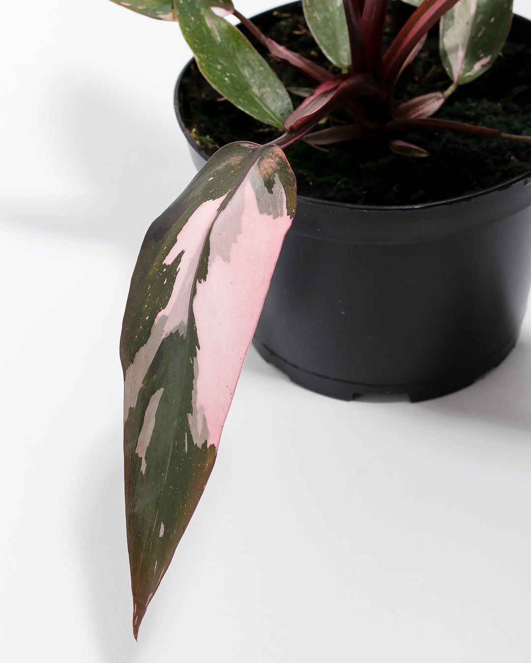 Detail view of a Philodendron Pink Princess featuring a distinctive lance-shaped leaf with a prominent splash of bright pink variegation against dark green foliage in a black nursery pot.