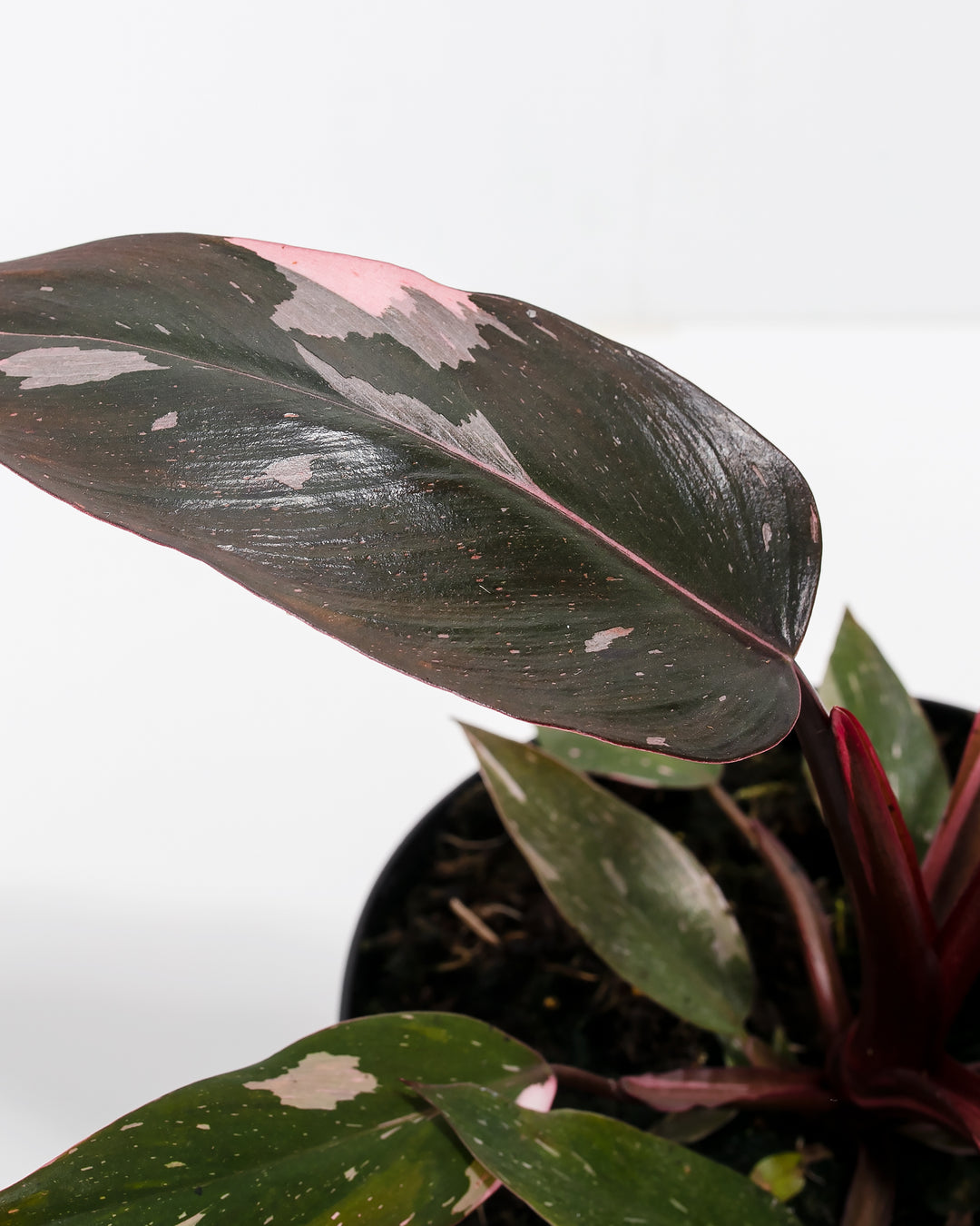 Close-up of a Philodendron Pink Princess houseplant, focusing on the texture and detail of a large, dark leaf with splashes of soft pink variegation.
