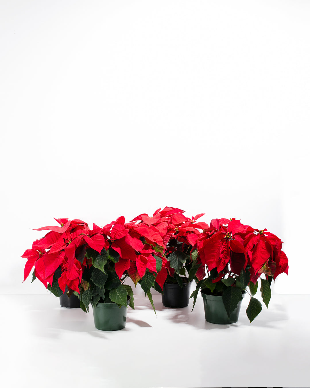 Red Poinsettia: 4 Pack