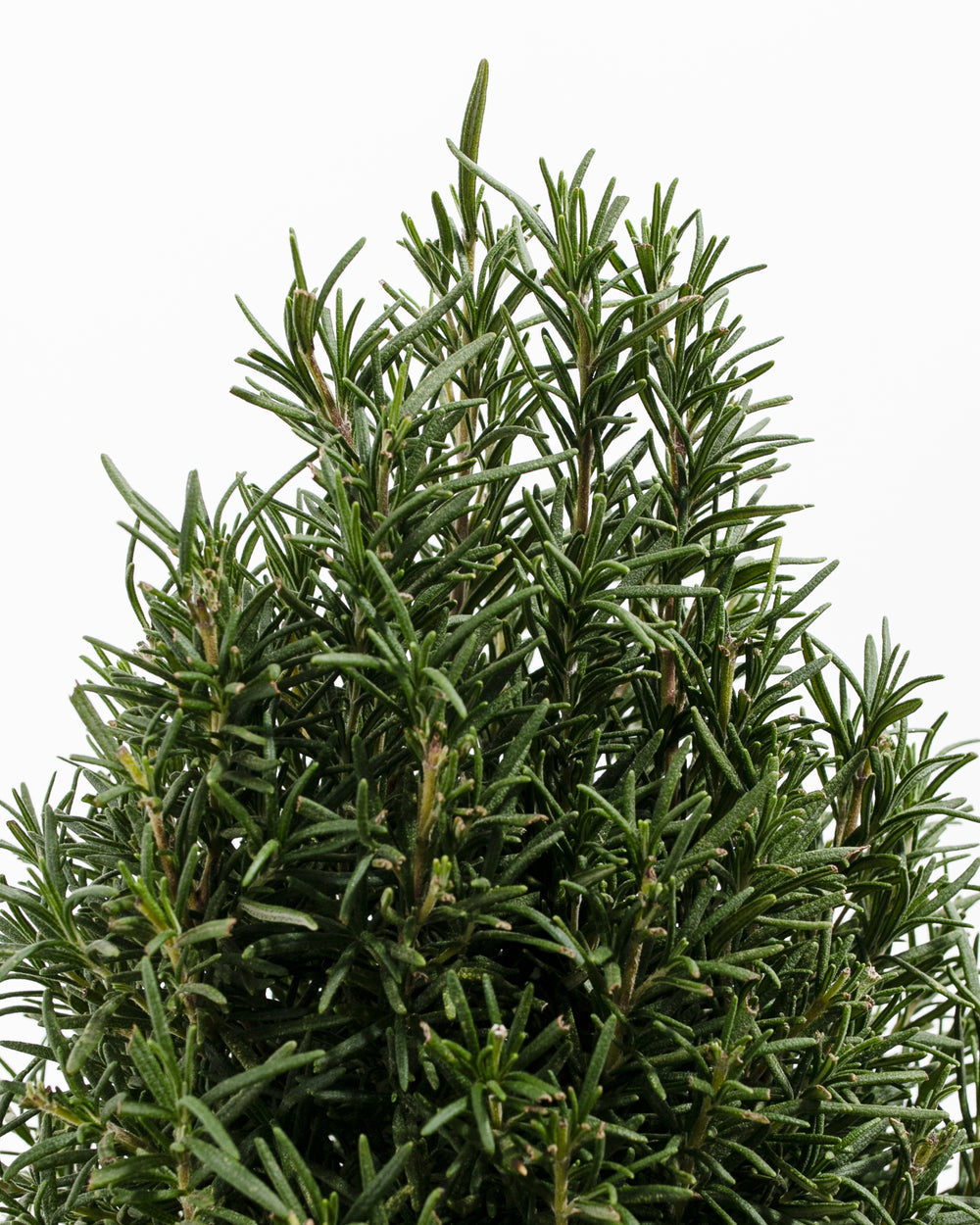 Full-form rosemary tree displaying naturally-achieved dense conical silhouette with upright branches and complete needle coverage. Ornamental herb topiary demonstrating the plant's architectural appeal as both functional culinary herb and sculptural living décor element.