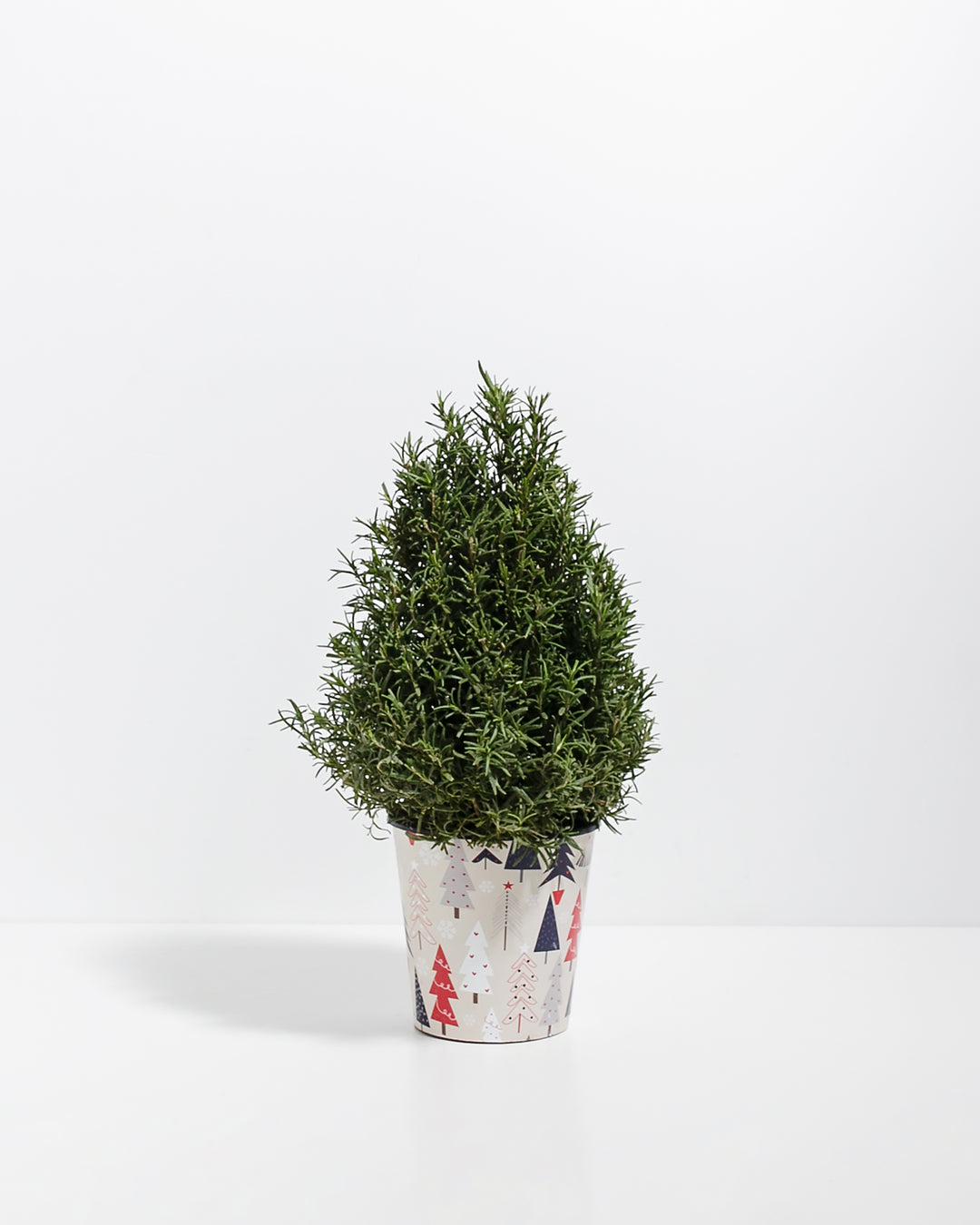 Holiday-themed six-inch rosemary tree in festive printed ceramic pot featuring Christmas tree and ornament illustrations. Seasonal living herb plant bringing fragrant natural décor and culinary functionality to holiday displays and gift-giving occasions.