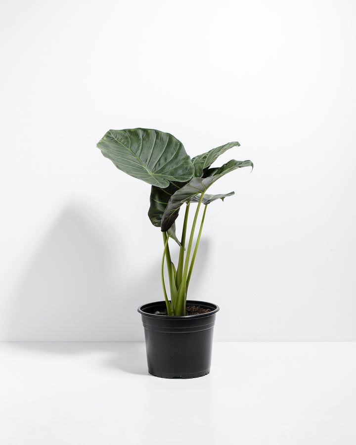 8-inch Alocasia Regal Shield in black plastic grower pot with one dramatic oversized shield-leaf displaying pronounced lime-green venation; statement foliage plant for contemporary interiors.