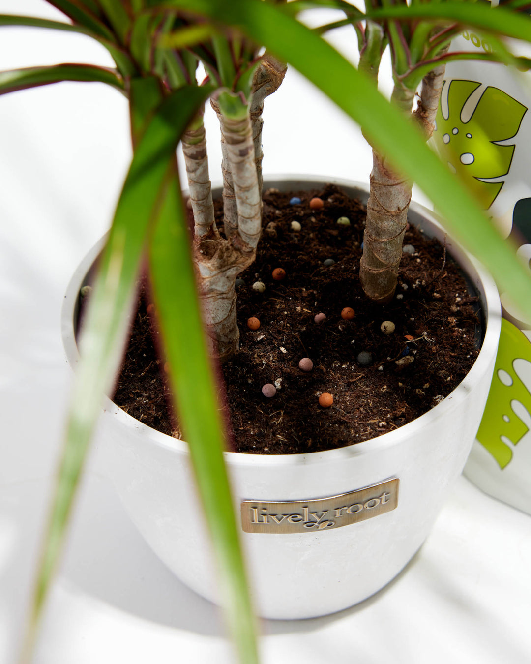 Lively Root Plant O' Pebbles Potting Soil