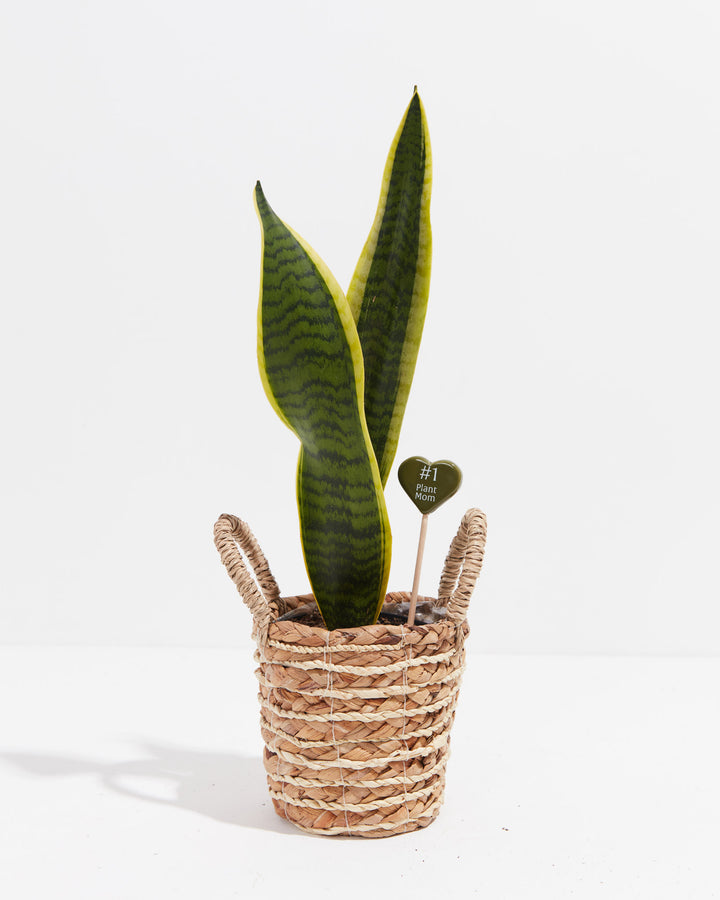 Green heart plant marker with "#1 Plant Mom" engraved design nested in potted snake plant with woven basket container, fun gift for plant enthusiasts and collectors.