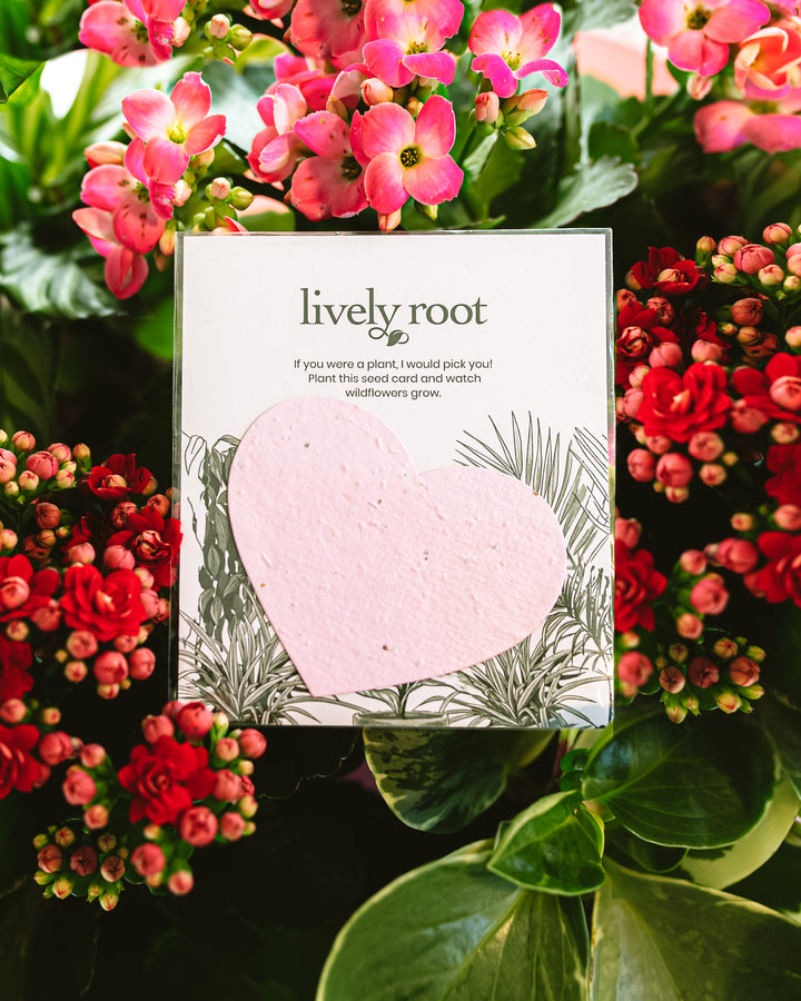 Pink heart seed paper greeting card displayed among vibrant coral and pink flowering plants, botanical-inspired plantable card with wildflower seeds embedded in recycled paper.