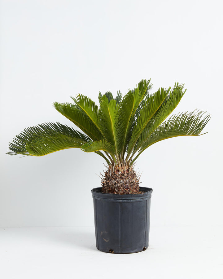 Large 10-inch Sago Palm with spreading feathery fronds and textured spiky trunk in black nursery grower pot on white background