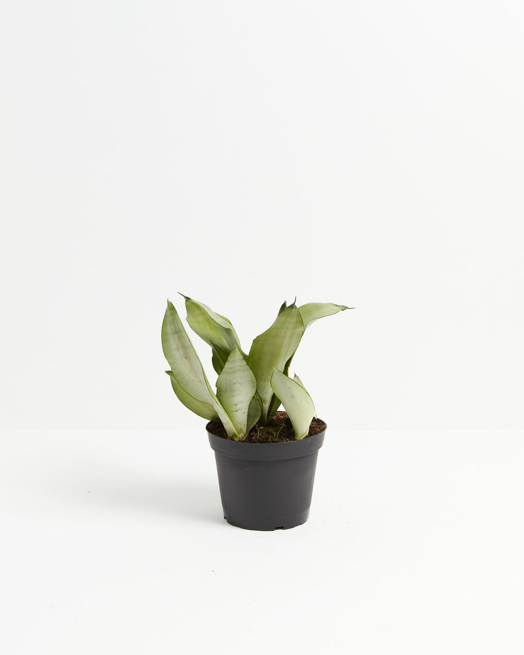 Medium Sansevieria Moonshine Snake Plant with wide arching silvery-green leaves in black grower pot on white background