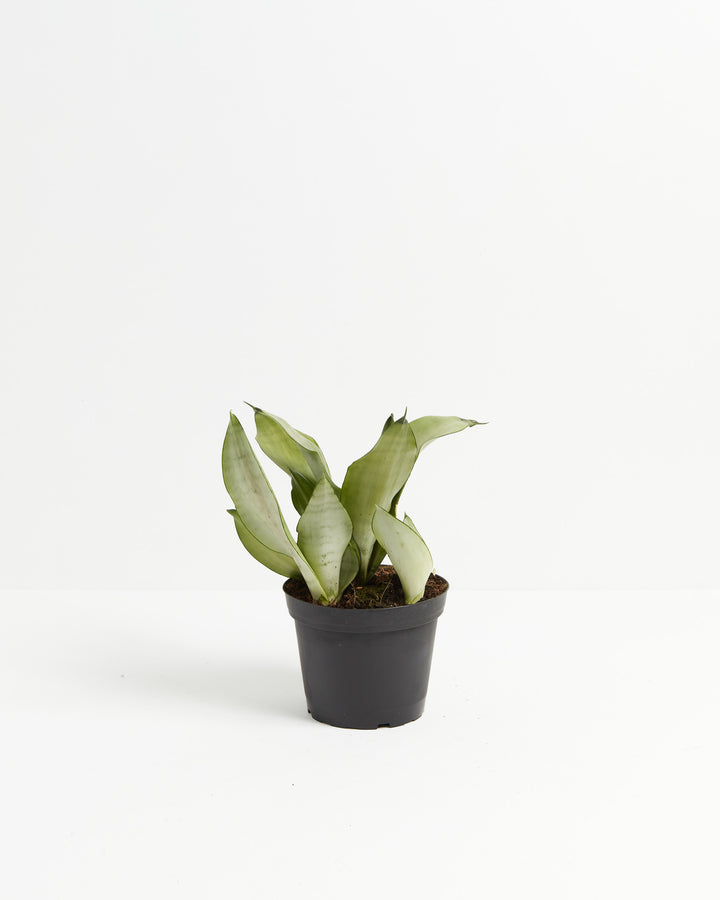 Medium Sansevieria Moonshine Snake Plant with wide arching silvery-green leaves in black grower pot on white background