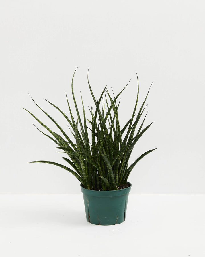 Sansevieria Fernwood, Lively Root, Plant, Size, Medium, , 