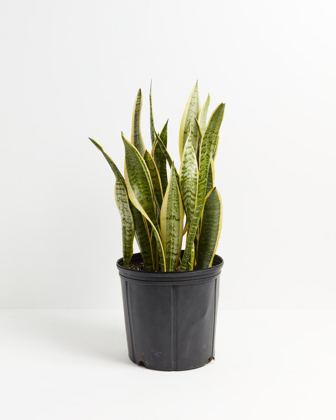A cluster of Variegated Sansevieria Laurentii (Snake Plant) showcasing its tall, sword-shaped leaves with yellow margins and horizontal banding, presented in a large black grower pot against a white background.