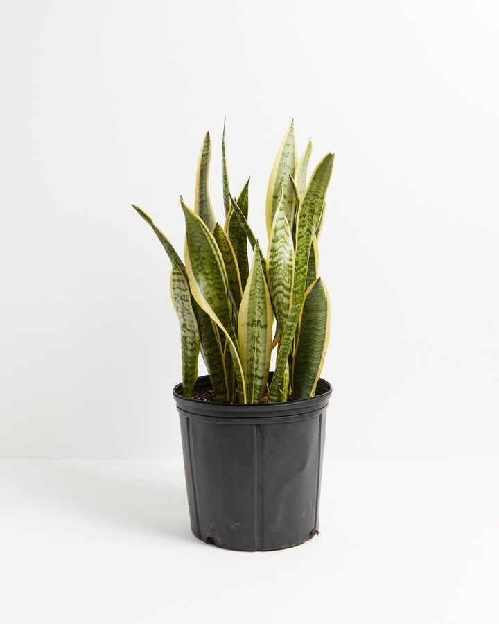 A cluster of Variegated Sansevieria Laurentii (Snake Plant) showcasing its tall, sword-shaped leaves with yellow margins and horizontal banding, presented in a large black grower pot against a white background.