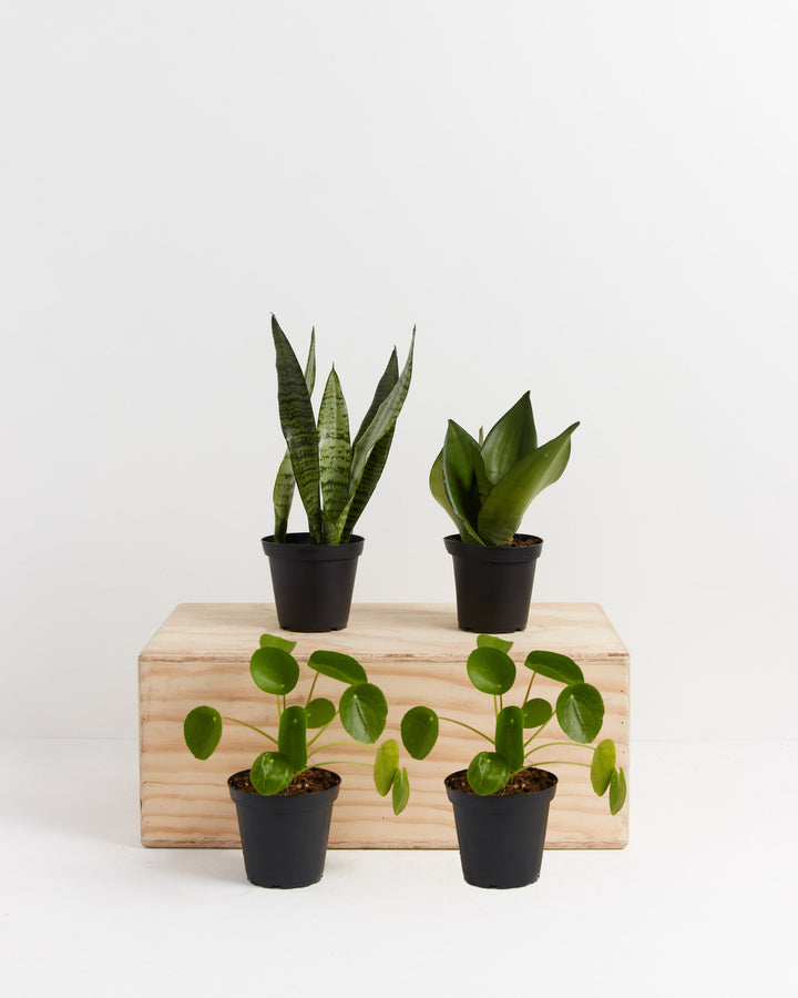 Yin-Yang Plant Bundle featuring healthy Snake Plant and Chinese Money Plant in black grower pots on wooden shelf, ready-to-gift plant pairing set with complementary growth patterns.