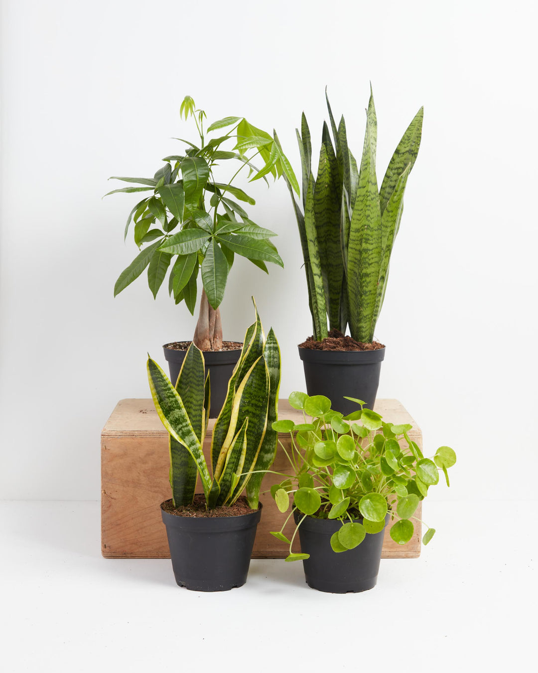 An assortment of indoor plants from the Easy Care Plant Subscription, featuring a braided Money Tree and a tall Sansevieria Zeylanica (Snake Plant) on a wooden crate, with a Variegated Sansevieria Laurentii and a lush Pilea Peperomioides (Chinese Money Plant) in front, all in black grower pots against a white background.