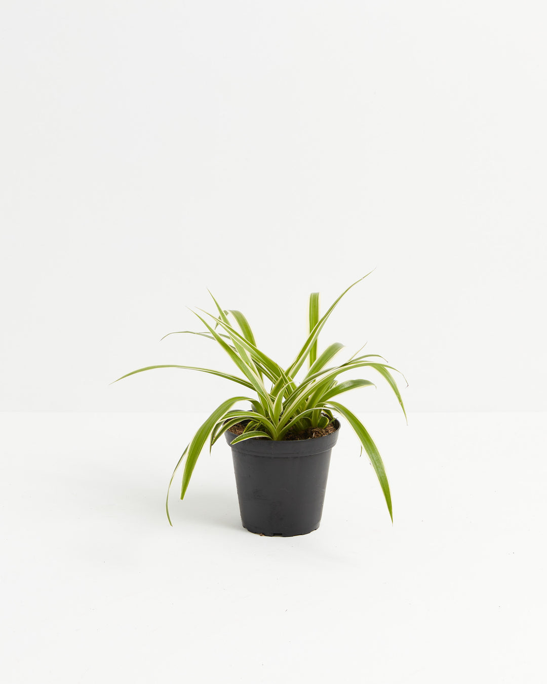 A small Spider Plant with slender, arching green leaves featuring fine white variegated edges, growing out of a simple black plastic grower pot against a minimalist white backdrop.