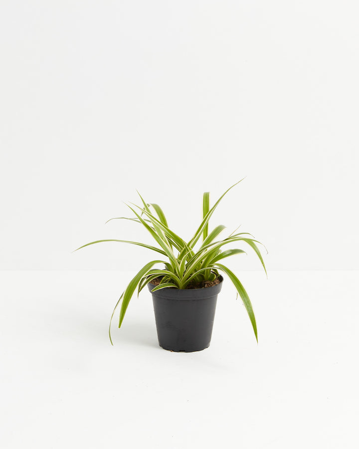 A small Spider Plant with slender, arching green leaves featuring fine white variegated edges, growing out of a simple black plastic grower pot against a minimalist white backdrop.