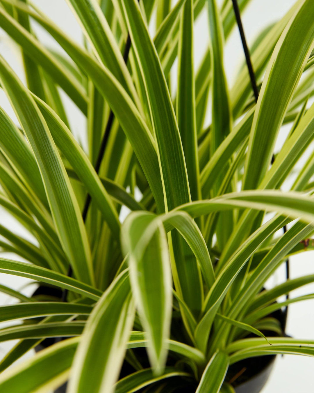 A detailed close-up showcasing the dense, ribbon-like green leaves of a Spider Plant, highlighted by clear, pale yellow or cream variegated margins.