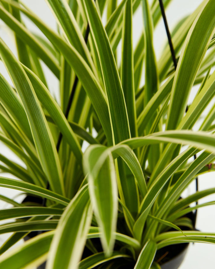 A detailed close-up showcasing the dense, ribbon-like green leaves of a Spider Plant, highlighted by clear, pale yellow or cream variegated margins.