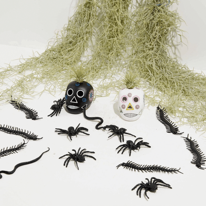 Black Sugar Skull Air Plant, Lively Root, Plant, , , , 