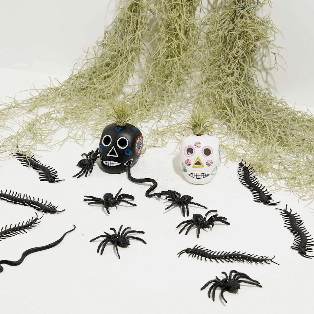 'El Mejor' Spanish Moss Air Plant, Lively Root, Plant, , , , 