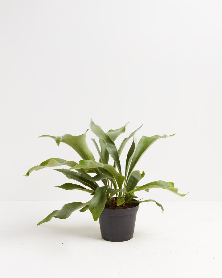 Staghorn Fern in a 6-inch black grower pot with large spreading antler-shaped green fronds against a white background