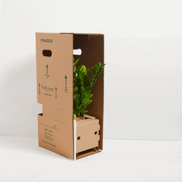 An animated sequence showing a vibrant ZZ plant being carefully unboxed from a Lively Root cardboard shipping container, highlighting the protective packaging used for a Not-So-Common Plant Subscription.