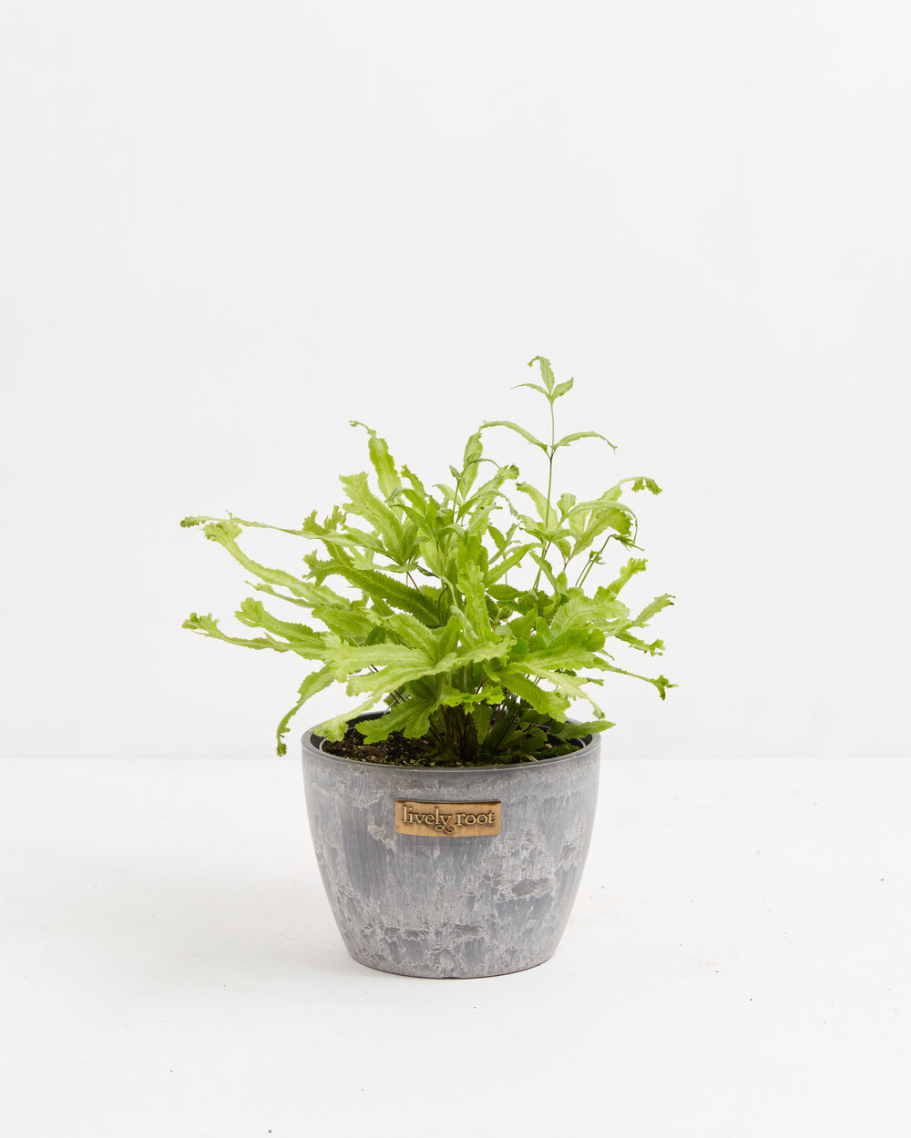 Moonlight Fern, Lively Root, Plant, , , , 