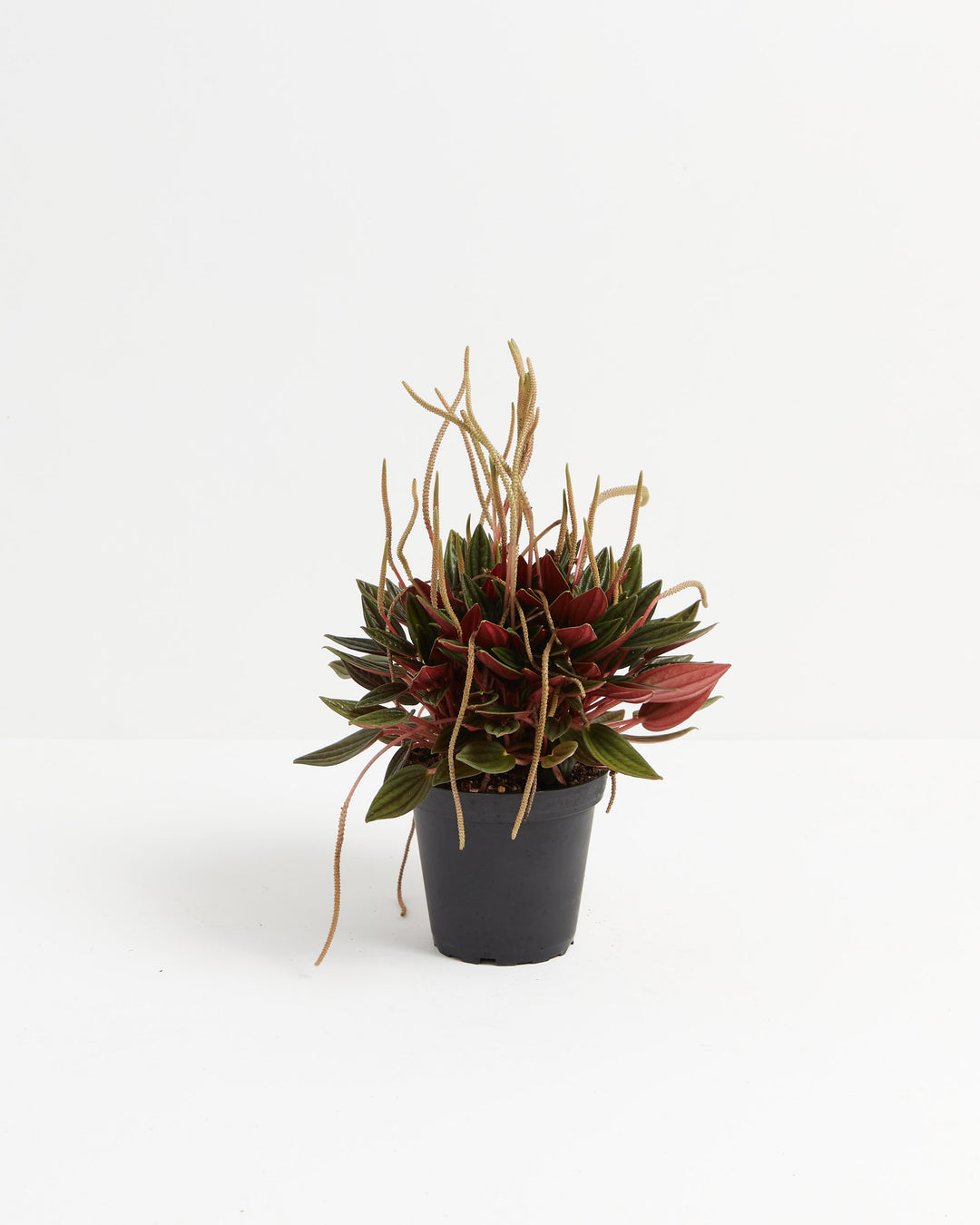 Peperomia Rosso - live indoor plant with deep red and green leaves and trailing flower spikes in black grower's pot
