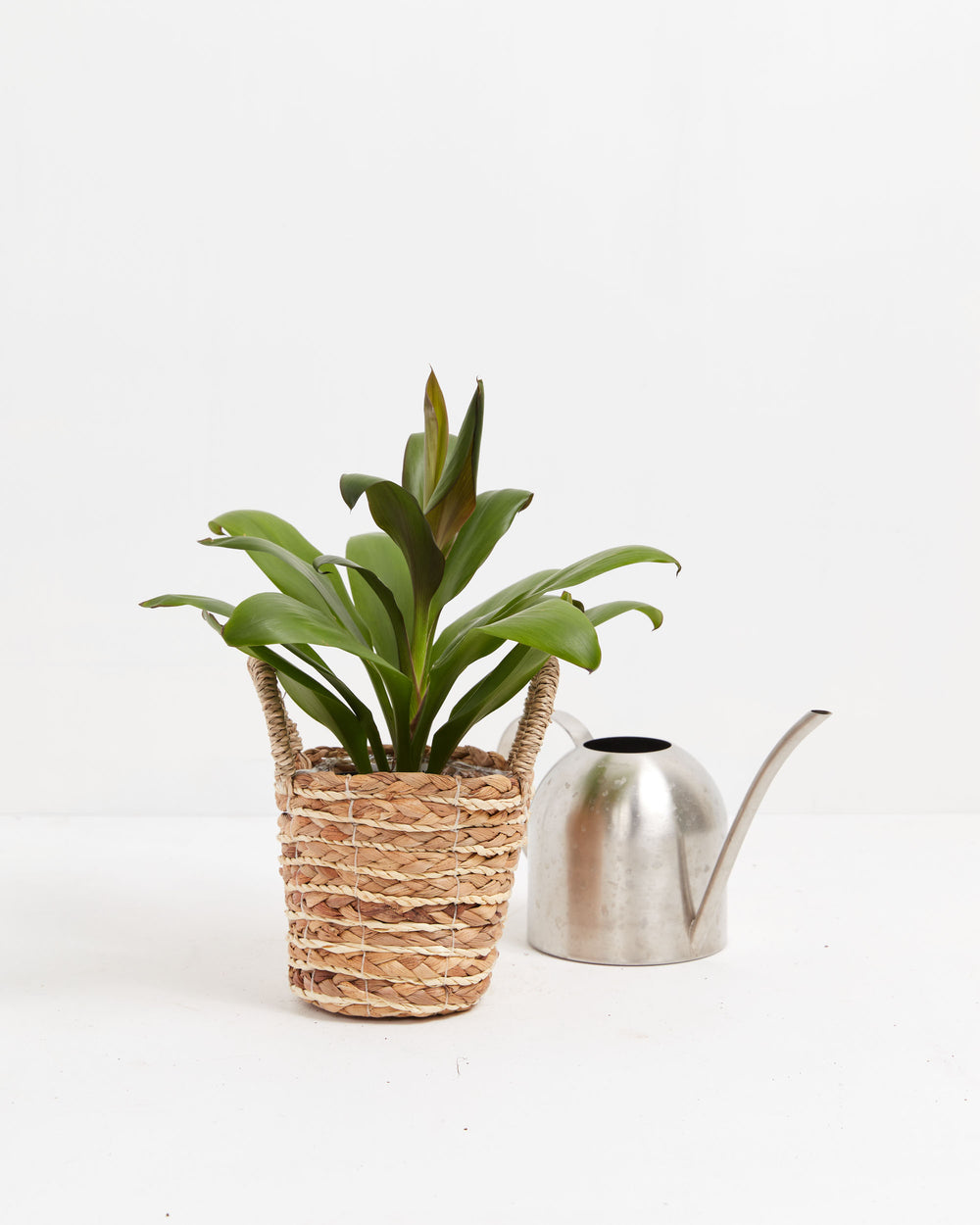 Cordyline Glauca Good Luck Plant, Lively Root, Plant, , , , 