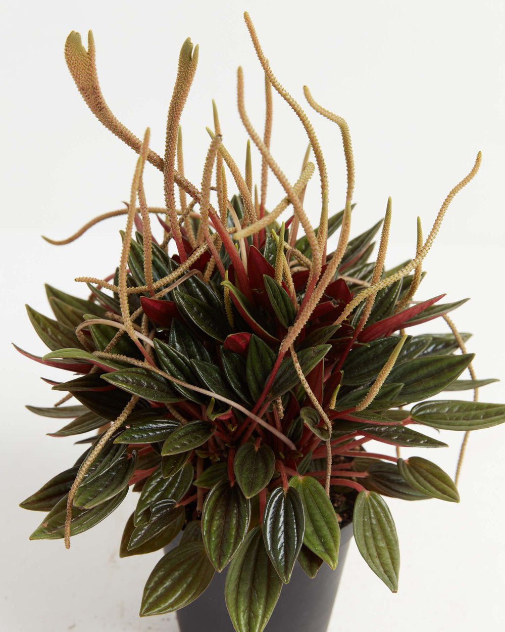 Peperomia Rosso - close-up of deep red and green ribbed leaves with curling flower spikes