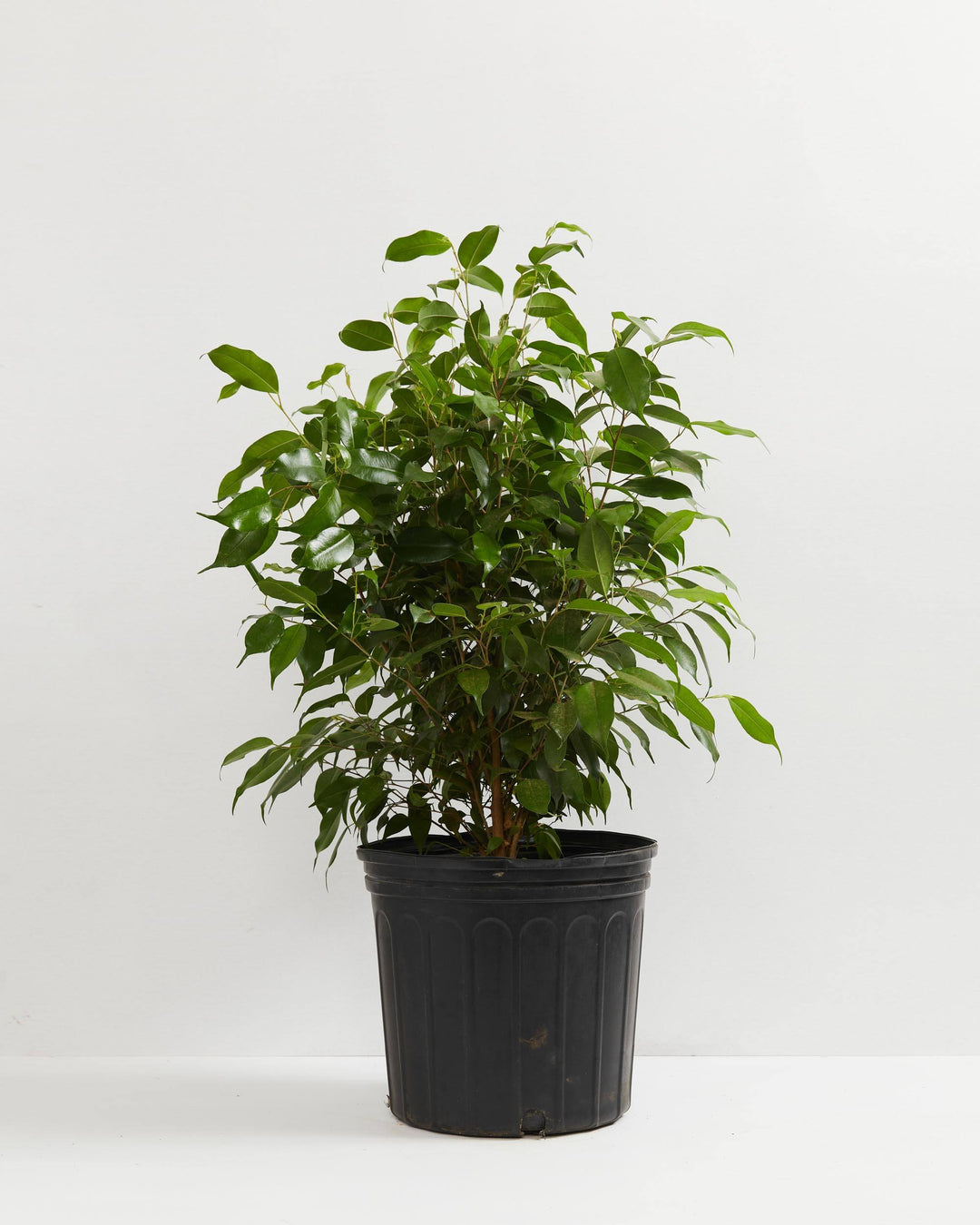 Weeping Fig (Ficus Benjamina), Lively Root, Plant, Size, Extra Large, , 