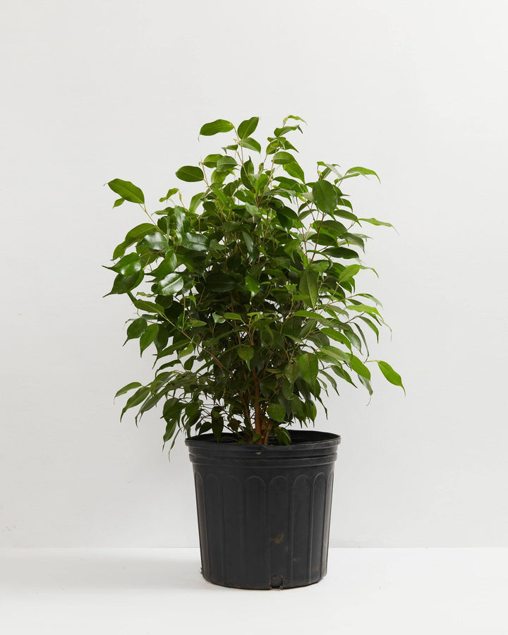 Weeping Fig (Ficus Benjamina), Lively Root, Plant, Size, Extra Large, , 