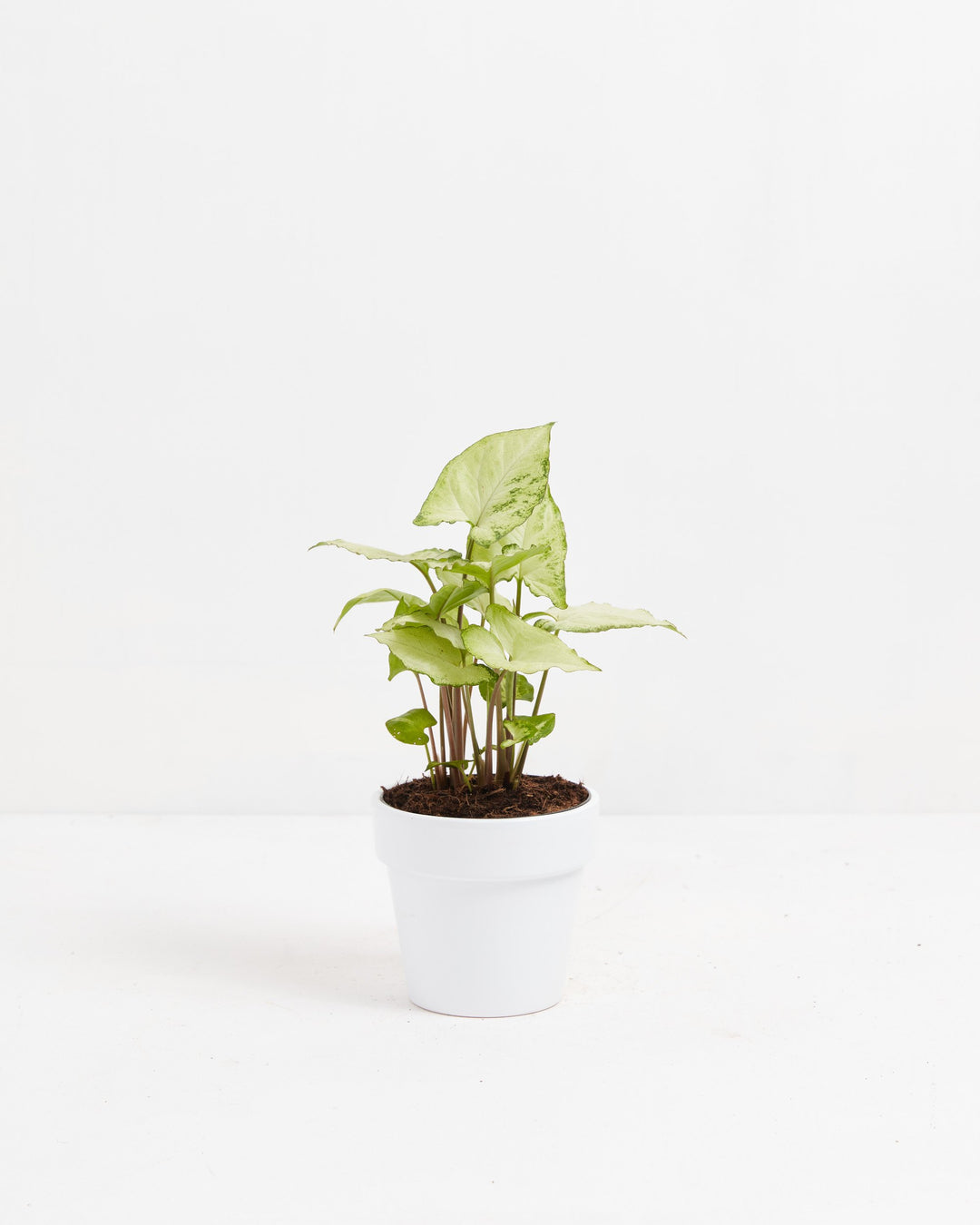 Syngonium White Butterfly small arrowhead houseplant with soft green and cream speckled leaves in a clean white ceramic pot on a white background