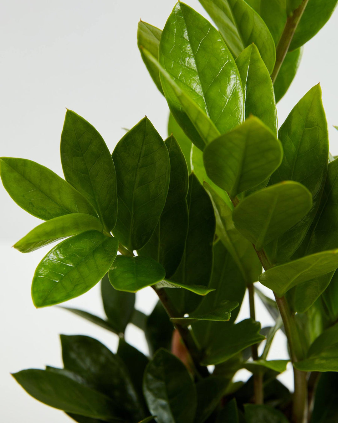Detailed view of vibrant, waxy green ZZ plant leaves against a white background.