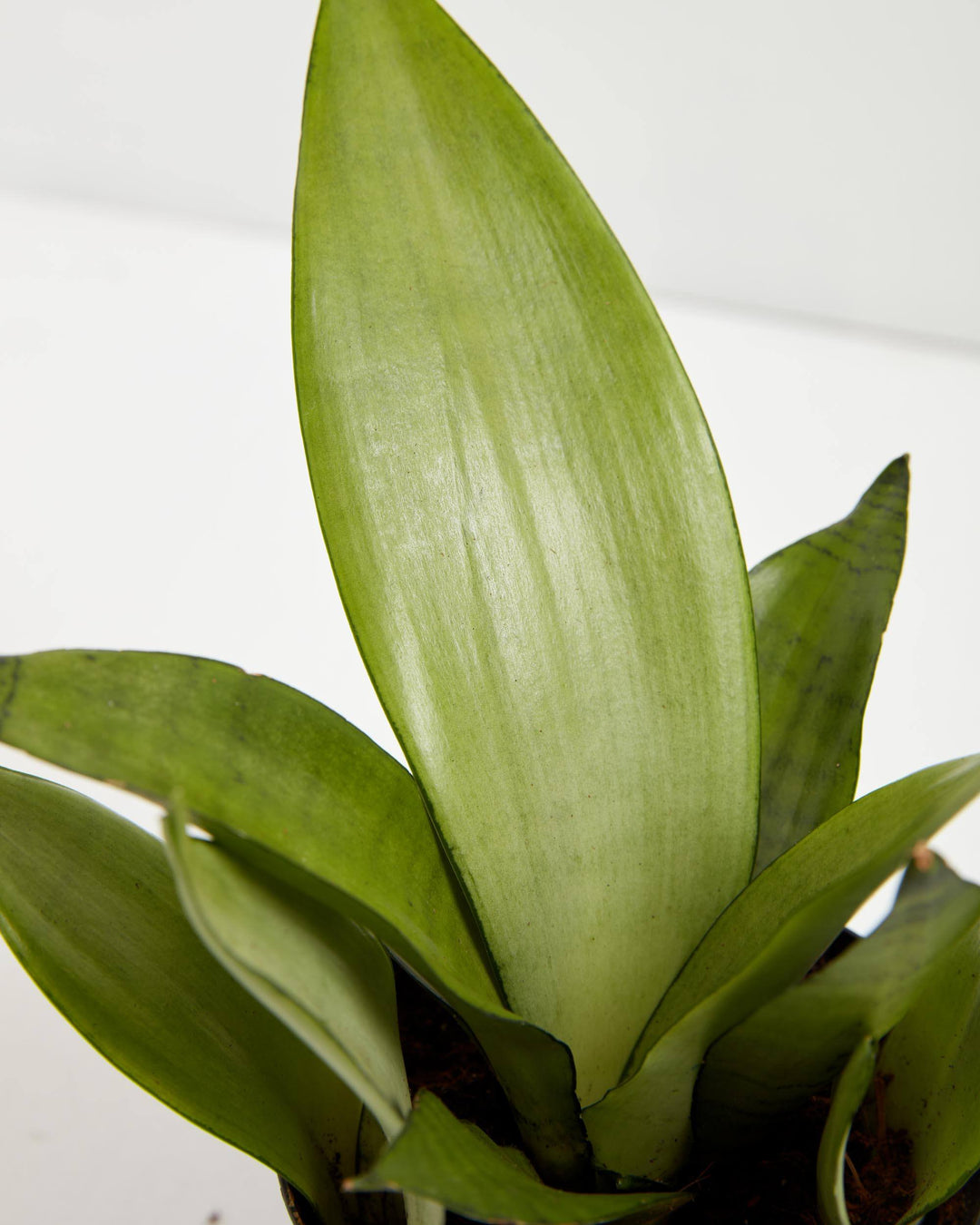 Close-up of Sansevieria Moonshine Snake Plant broad silvery-green leaves showing smooth texture and pale midrib detail