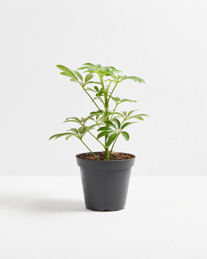 Mini Schefflera Umbrella Tree, Lively Root, Plant, Size, Small, , 