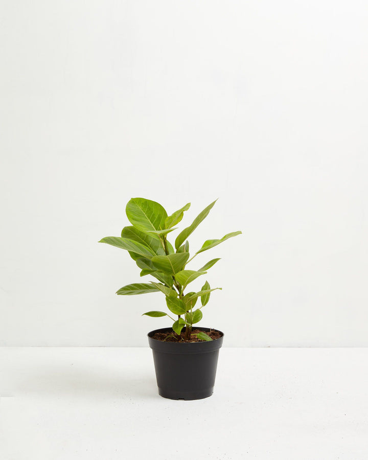 Ficus Yellow Gem Column