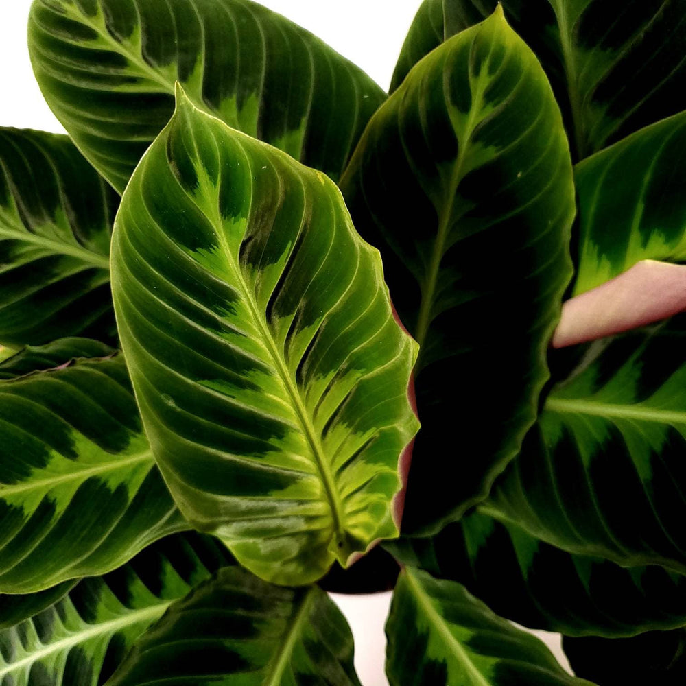 Calathea Warscewiczii "Jungle Velvet", Lively Root, Plant, , , , 
