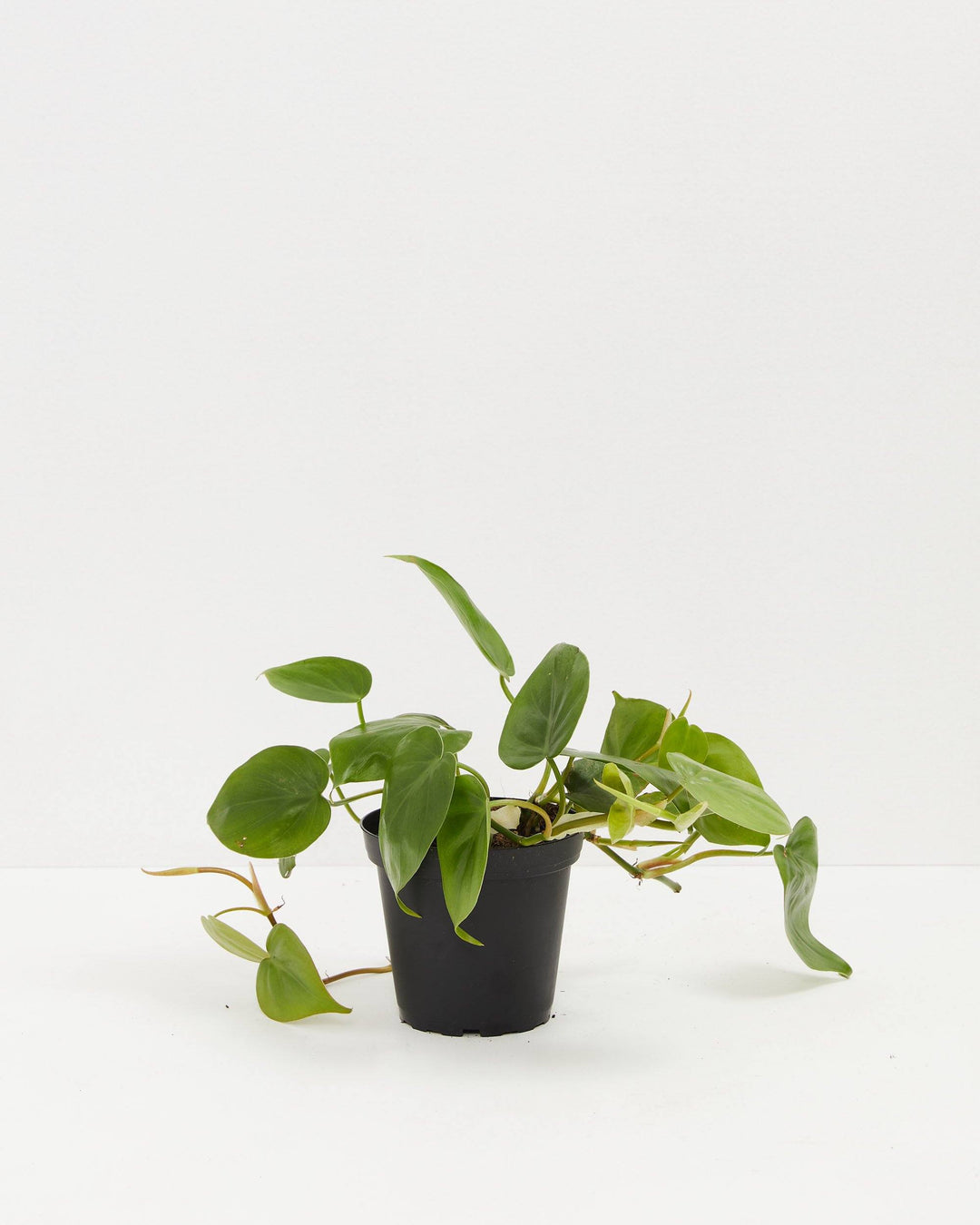 Small Philodendron Cordatum (Heartleaf Philodendron) in a 4-inch black grower pot, with young trailing vines of glossy bright green heart-shaped leaves spreading outward against a white studio background
