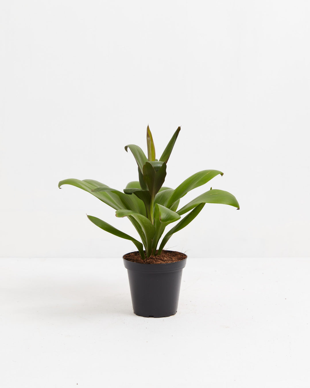 Cordyline Glauca Good Luck Plant, Lively Root, Plant, Size, Small, , 