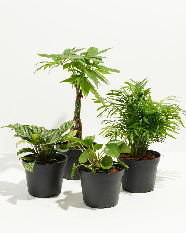 Pet-Friendly plant collection in black plastic grower pots showing all four non-toxic varieties together