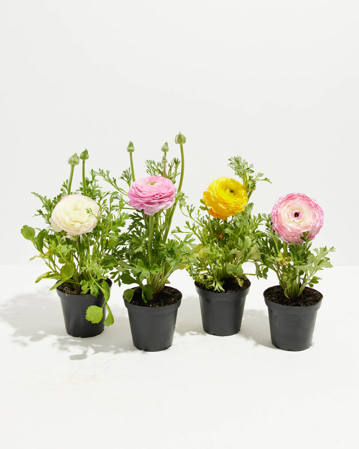 Ranunculus Garden Collection