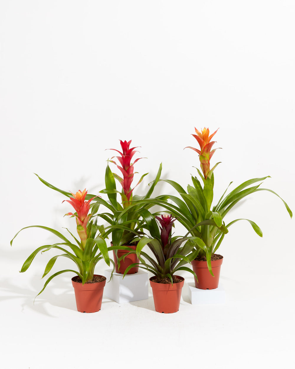 Collection of four Guzmania Bromeliad varieties in terracotta grower pots showing red, orange, and purple flower spikes with arching green leaves on a white background