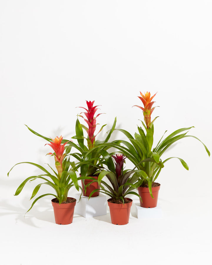 Collection of four Guzmania Bromeliad varieties in terracotta grower pots showing red, orange, and purple flower spikes with arching green leaves on a white background