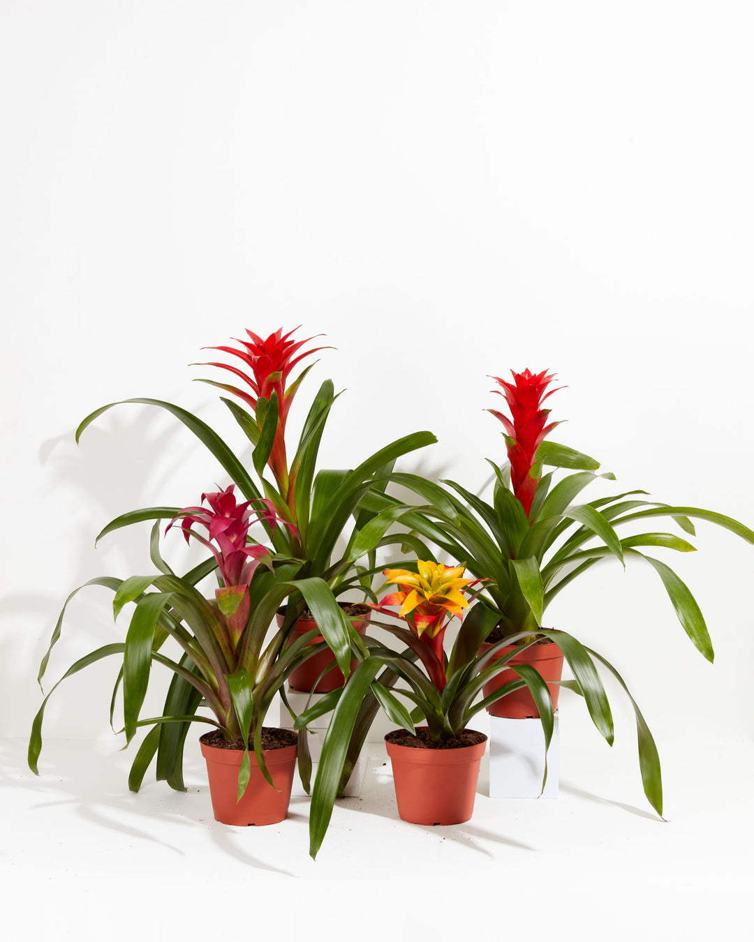 Set of five large Guzmania Bromeliad plants in terracotta grower pots featuring red, pink, and yellow-orange tropical blooms with broad arching foliage on a white background