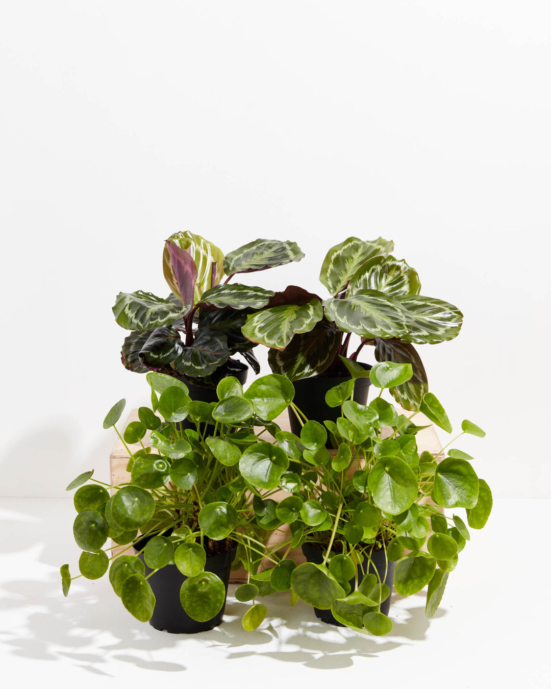 Live and ready to pot, the Zen Pet Friendly Collection ships in black grower pots with variegated calathea medallion leaves and full, trailing Chinese money plant greenery.
